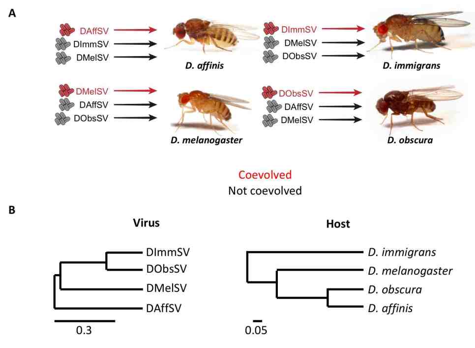 Coevolution Pathogen Host-pathogen coevolution increases genetic variation in susceptibility ...