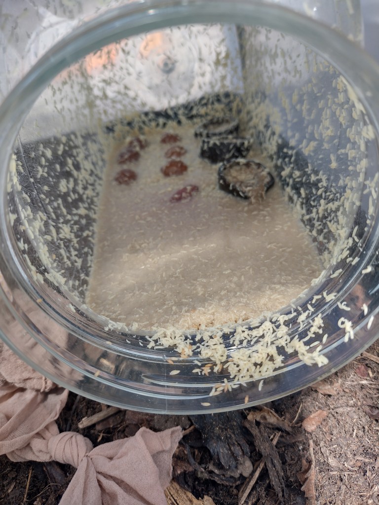 Tub full of larvae