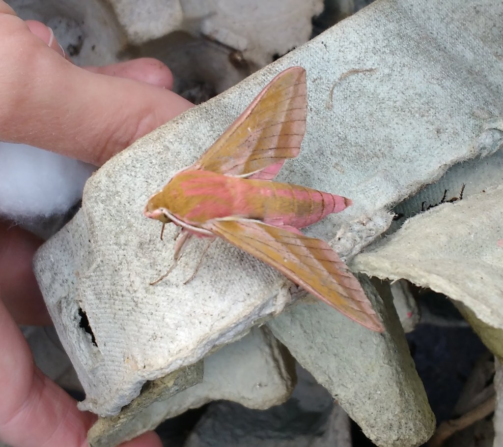 Hawkmoth